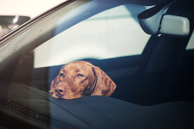 Sad dog left alone in locked car.