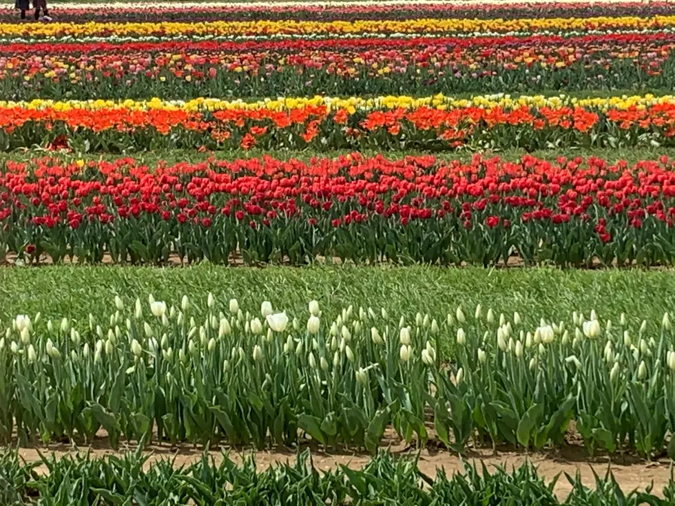 Grand Opening Date for Tulips Pushed Back a Little Bit in New Jersey