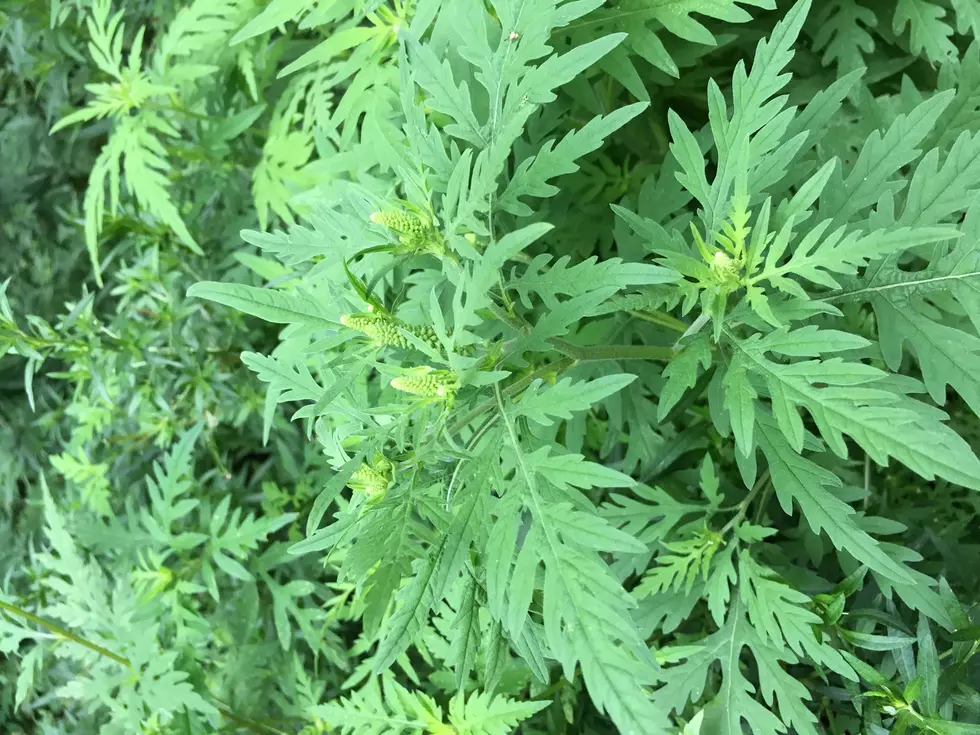 NJ allergy sufferers warned to brace for a nasty new surprise