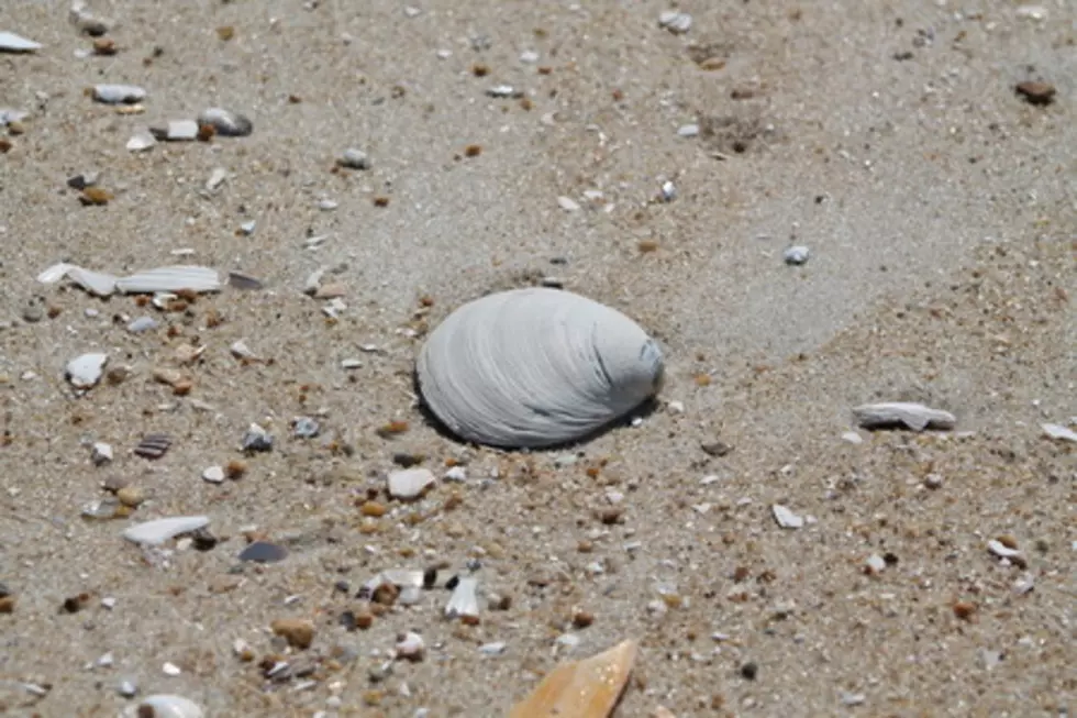Best Sea Shelling Spot is at this Jersey Shore Beach in New Jersey