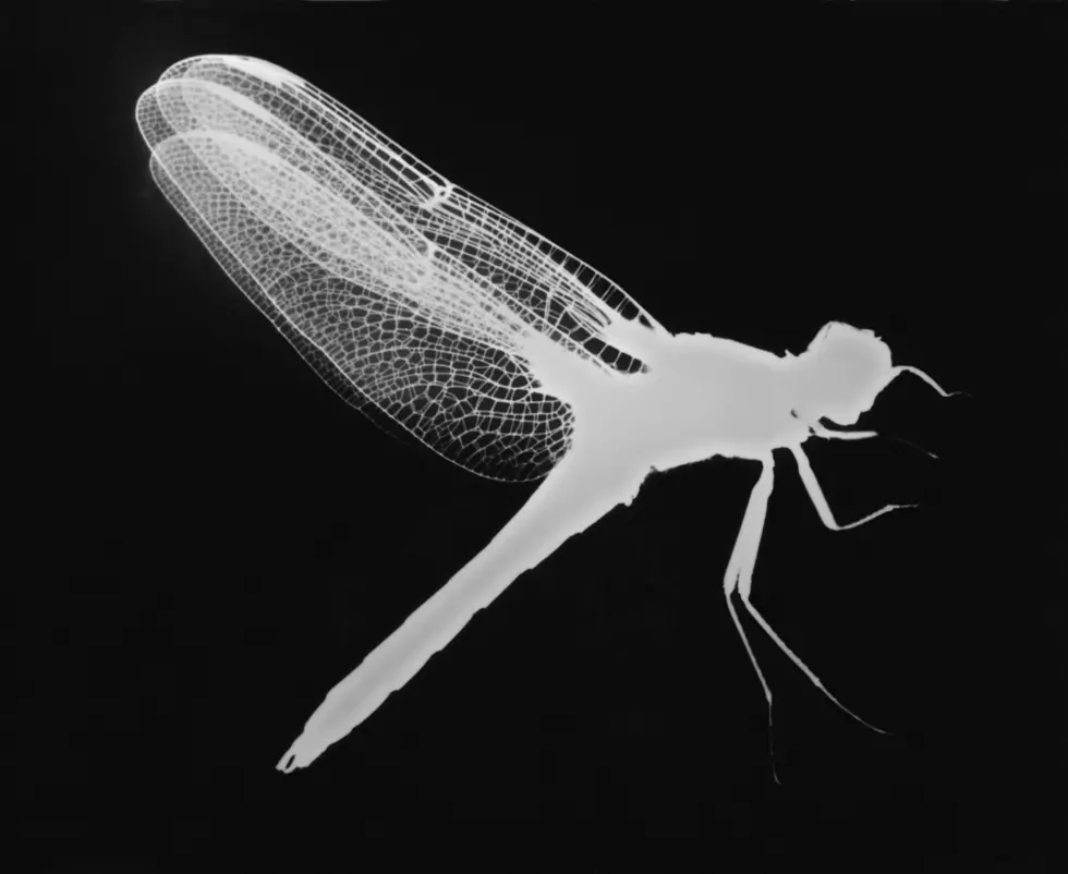 The Dangerous Spotted Laternfly has Invaded Jersey!