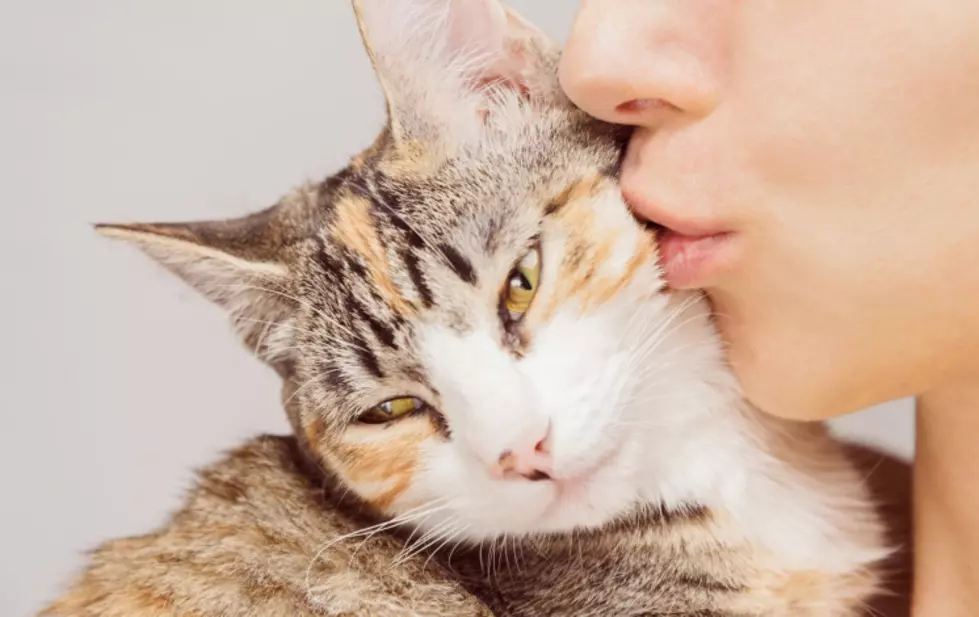 New Cat Cafe Opening in Bucks County This Weekend