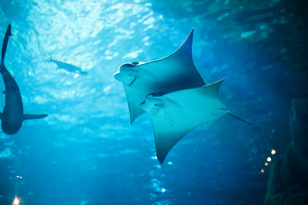 Adventure Aquarium Has a Buy One Get One Ticket Offer