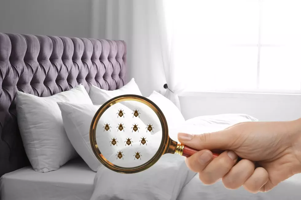 Three of the Most Bed Bug Infested Cities in the U.S. Are in Pennsylvania