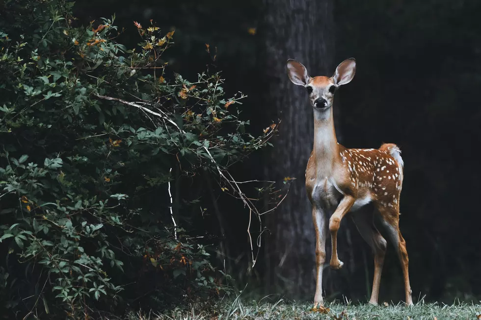 Is It Illegal to Feed Deer in Pennsylvania?
