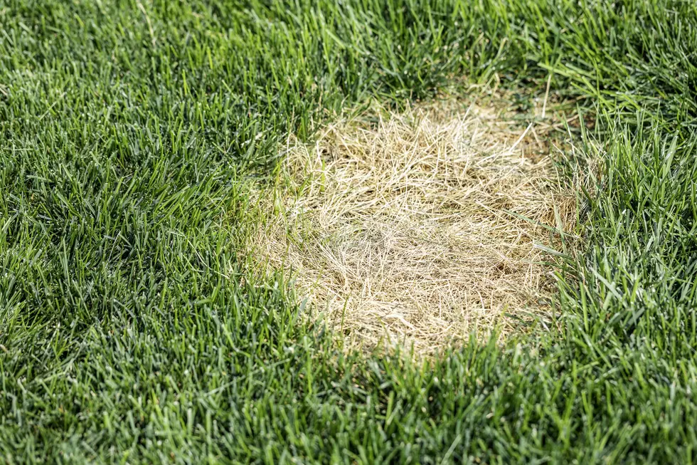 A dead brown spot in a green grass lawn