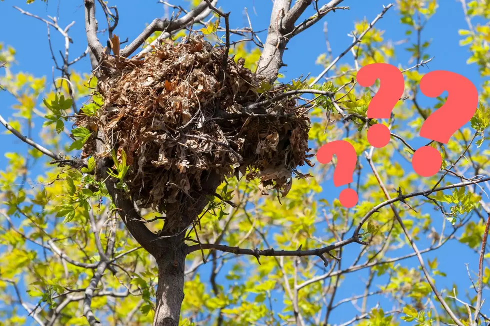 That Huge Ball of Leaves in Pennsylvania Trees Isn’t a Birds Nest