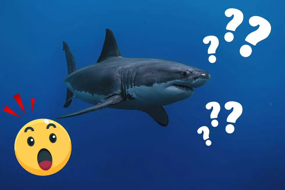 Did Someone Just See a Great White Shark Off The Coast of This Jersey Shore? (PICS)