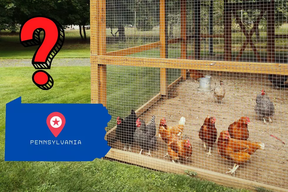 Can You Keep Chickens in Your Pennsylvania Backyard?