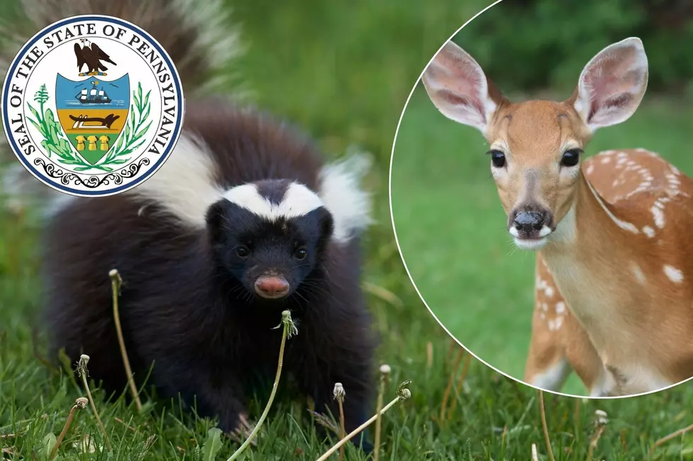 Think Twice! These Pets Are Forbidden in Pennsylvania