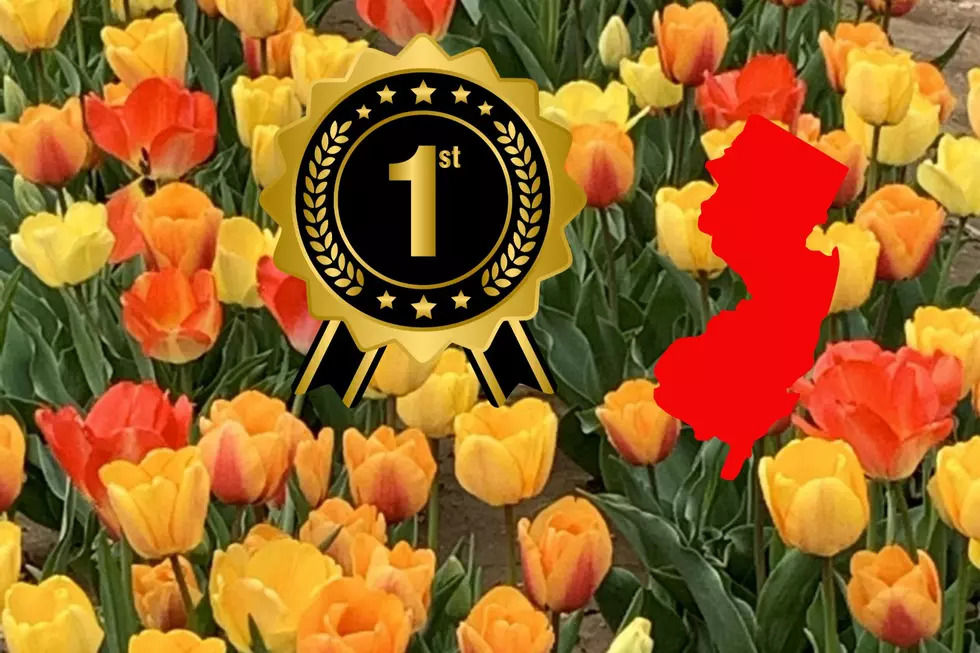 WINNER: Popular NJ Farm Ranked #1 Tulip Festival In The U.S.