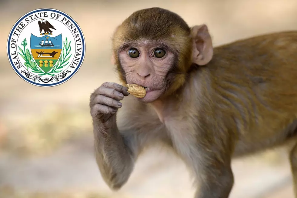 Can You Legally Own A Pet Monkey in PA?