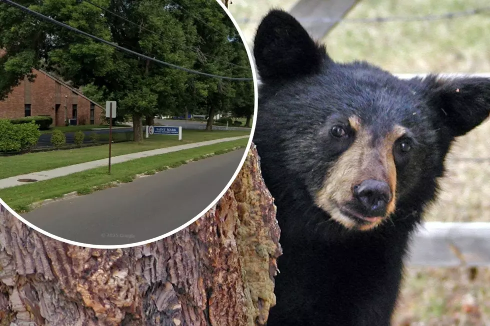 A Black Bear Was Spotted in Hamilton Township, NJ