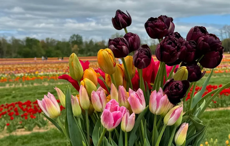 Here’s What’s New for 2026 Tulip Season at Holland Ridge Farms in Cream Ridge, NJ
