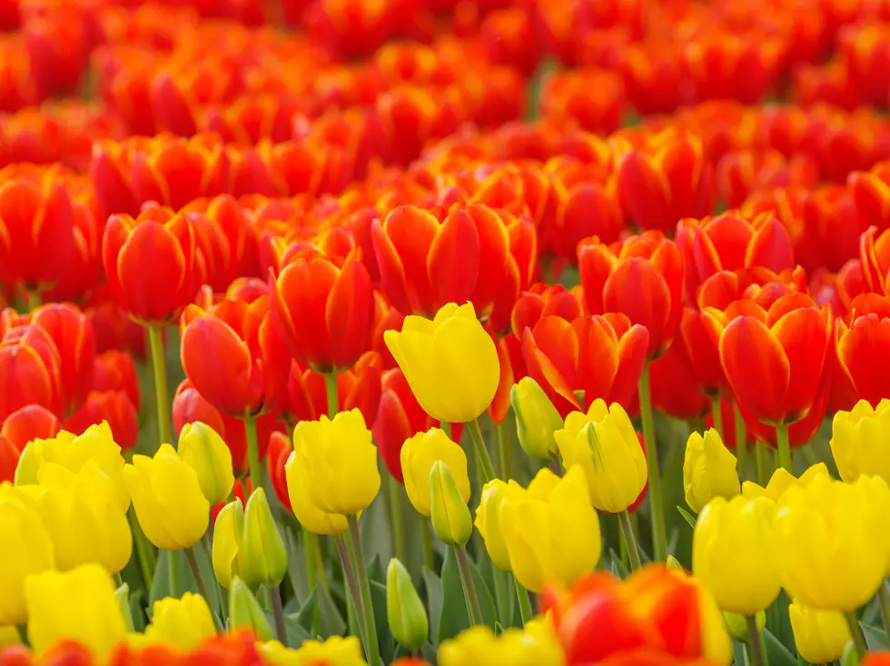 Holland Ridge Farms in Cream Ridge, NJ Announces Opening Day for U-Pick Tulips: Spring Spectacular